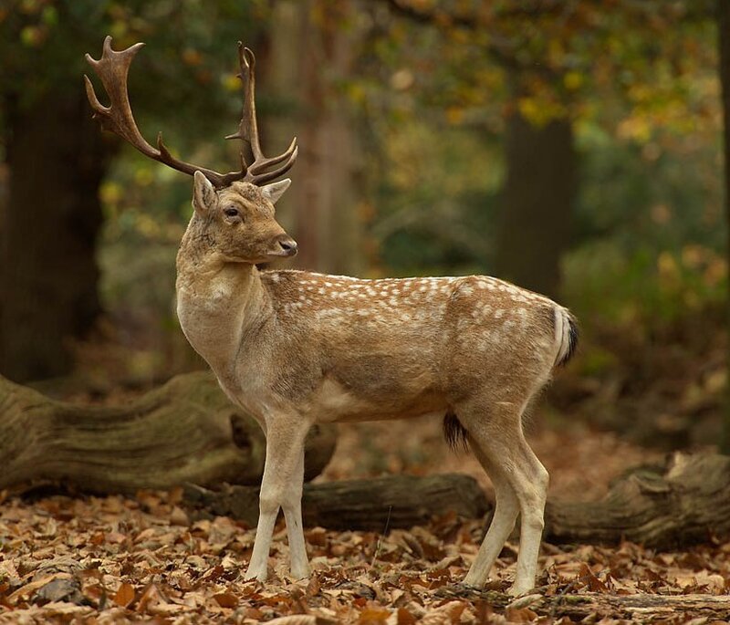 Fallow Deer with Antlers — Brown