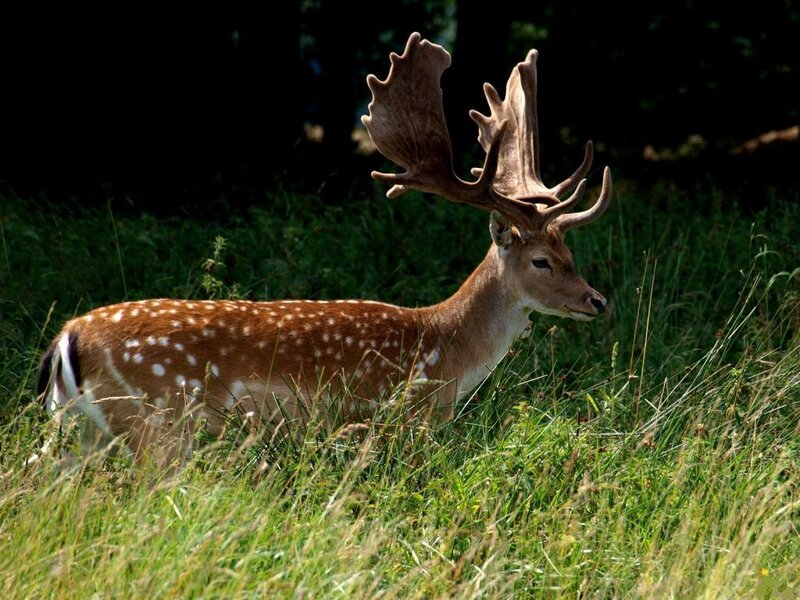 Fallow Deer with Antlers