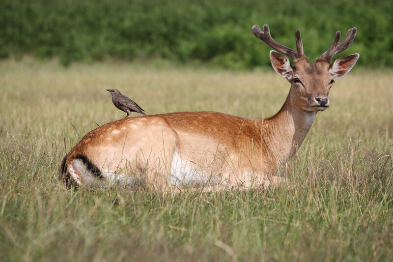 Fallow Deer with Bird