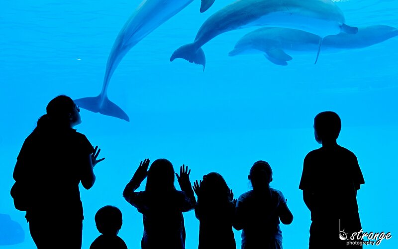 Family watching dolphins in aquarium