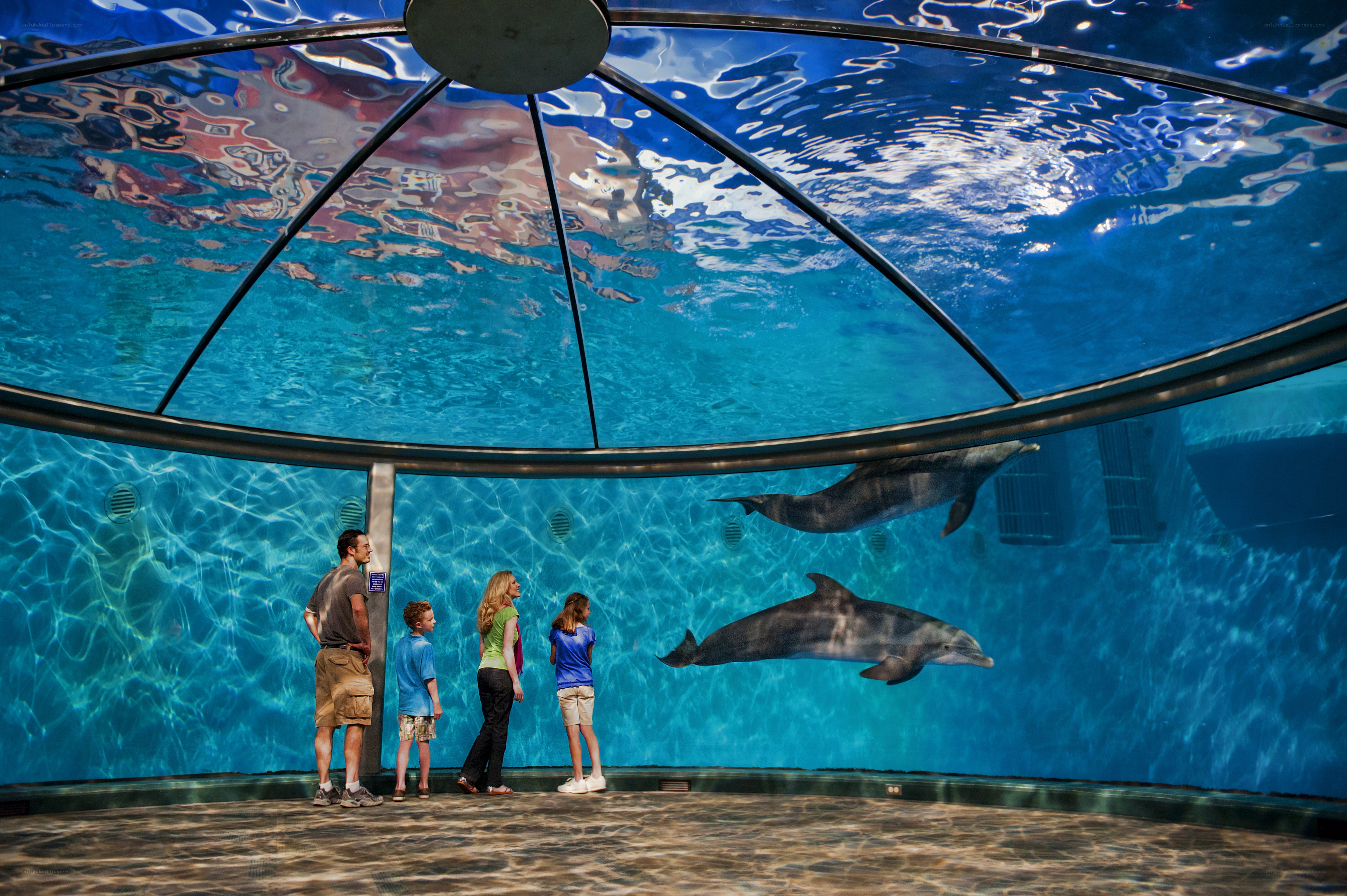 Family watching dolphins in aquarium