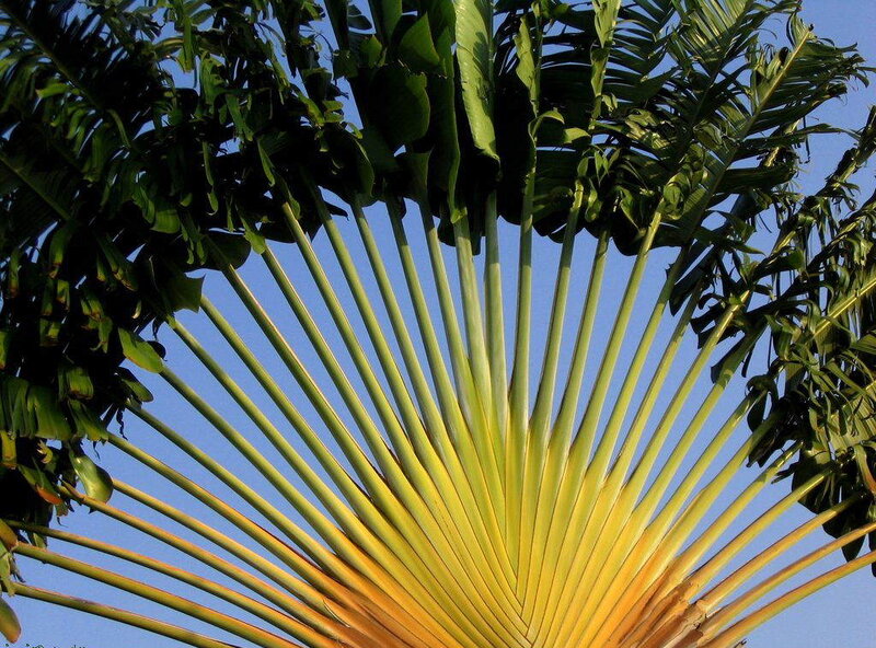 Fan palm frond against blue sky