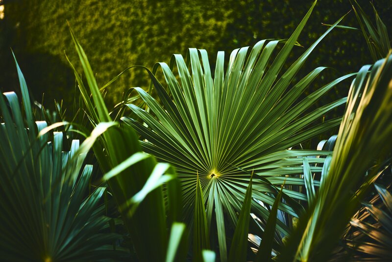 Fan Palm Leaf