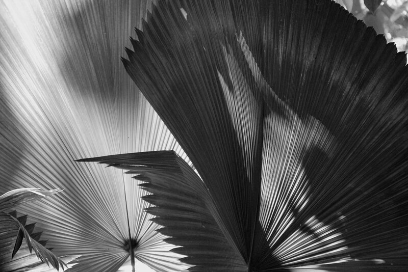 Fan palm leaves in black and white
