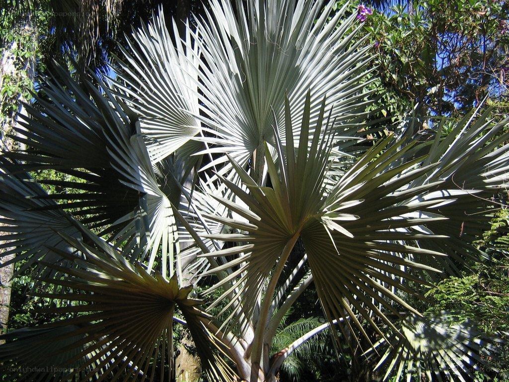 Fan palm leaves in forest