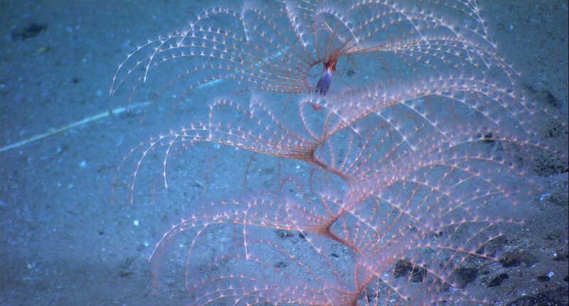 Fan-shaped sea creature on ocean floor