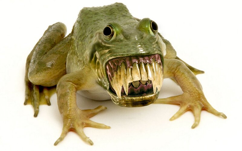 fanged frog sculpture