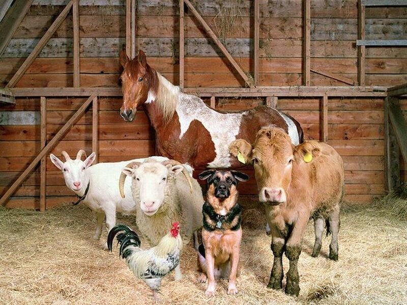 Farm Animals in Barn