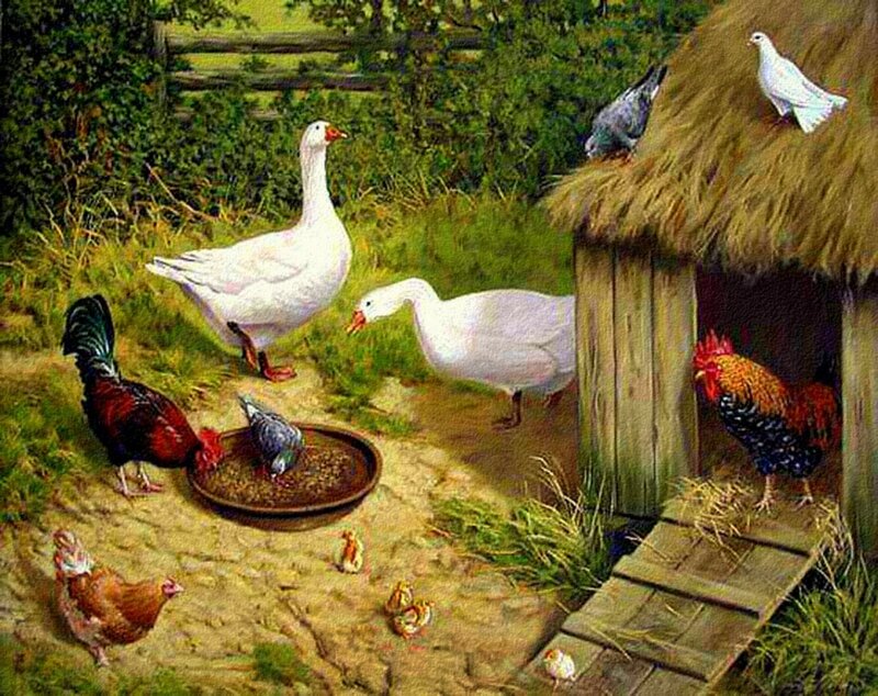 Farm Animals in Yard