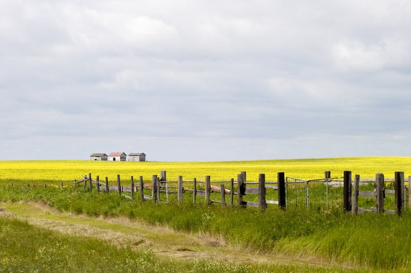Farm buildings in a canola field