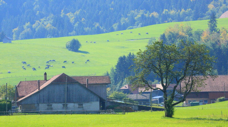 Farm Buildings in Pasture