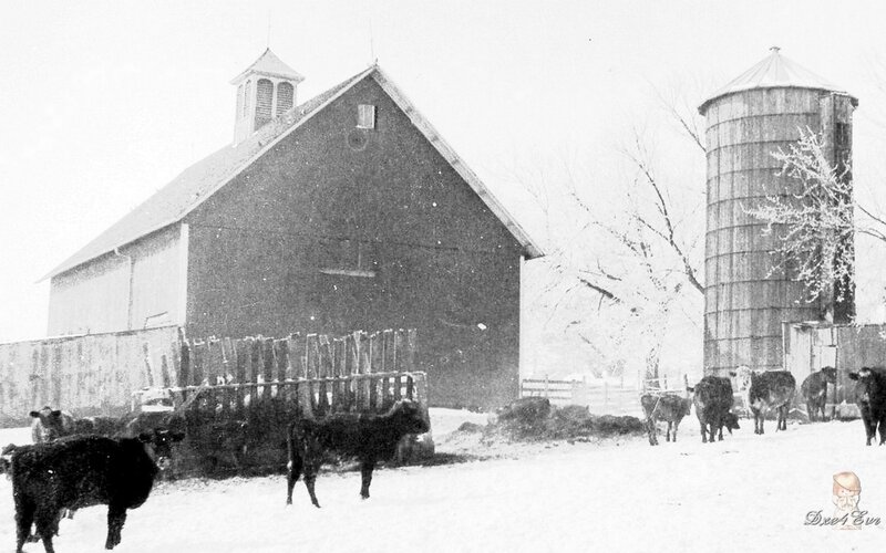 Farm in winter with cows