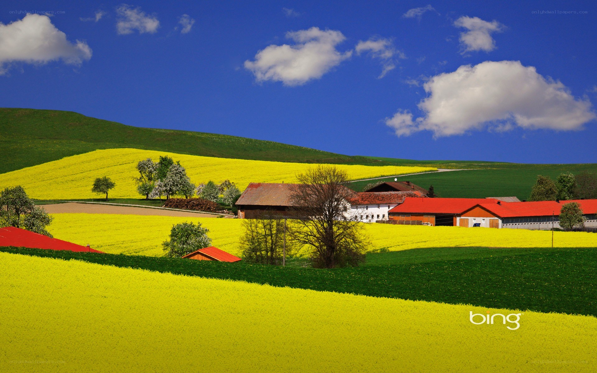 Farm in yellow fields