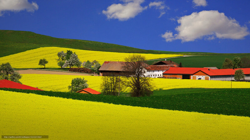 Farm in yellow fields