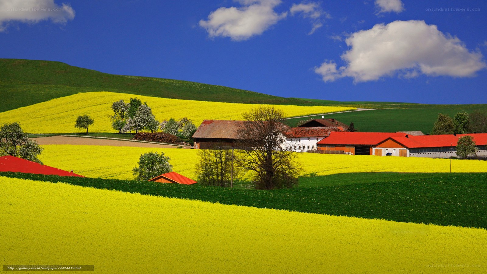 Farm in yellow fields