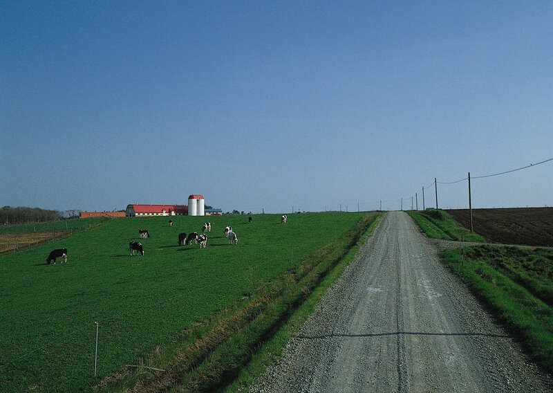 Farm road with grazing cows