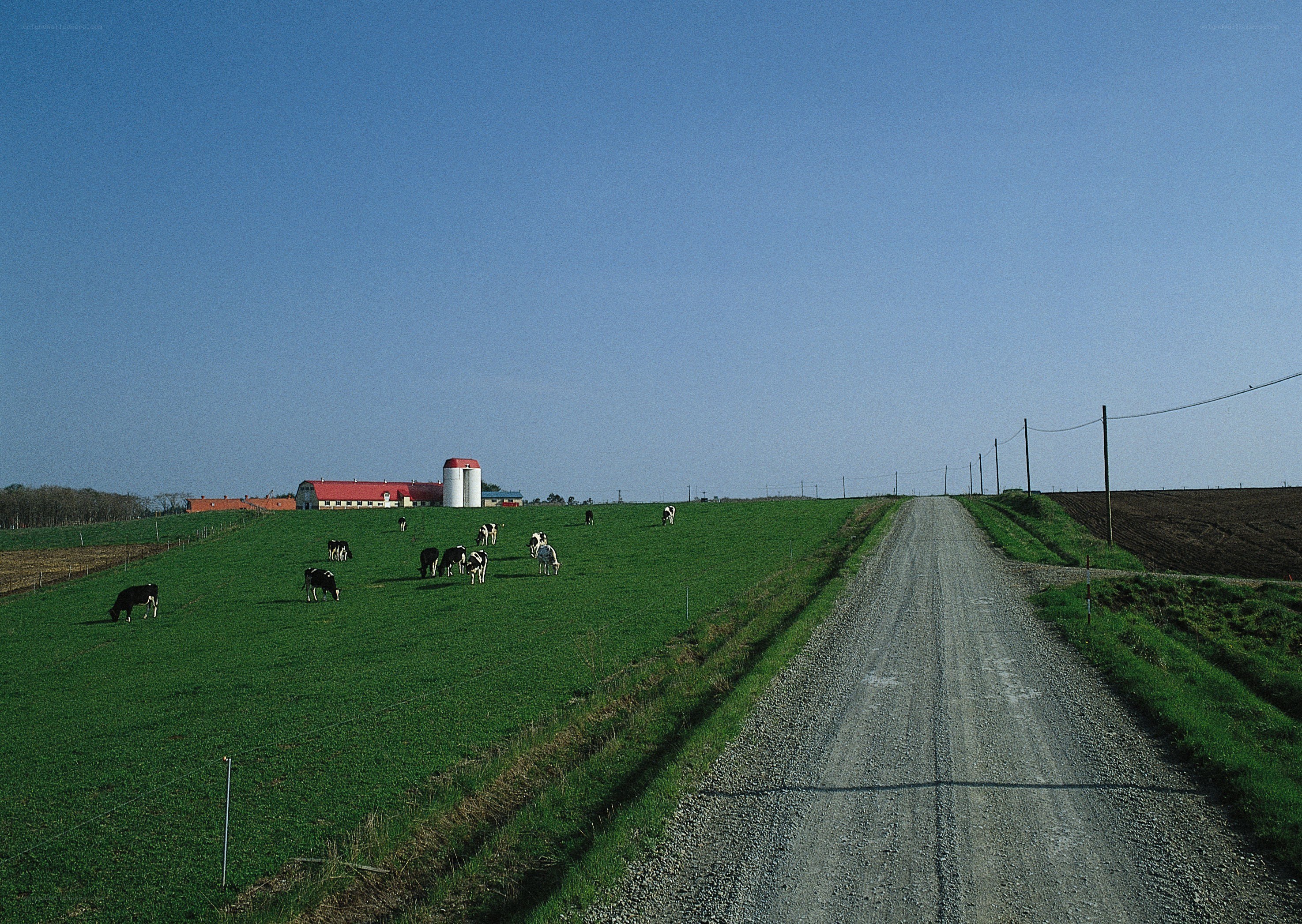 Farm road with grazing cows