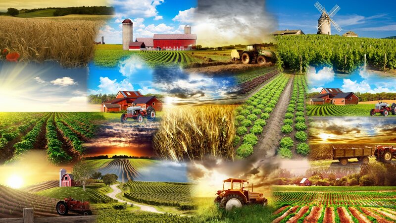 Farm Scenes Collage