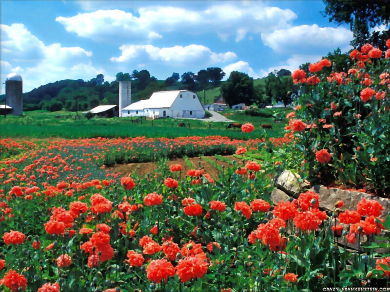 Farm with poppy field