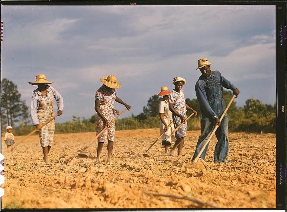 Farm workers in a field