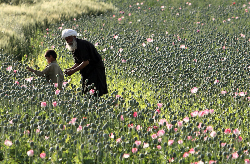 Farmer and child in poppy field
