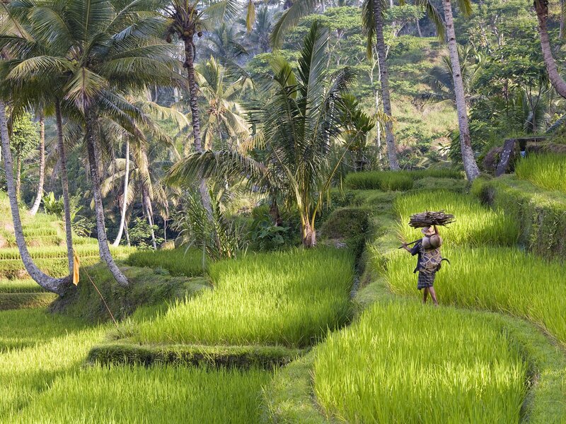 Farmer Carrying Firewood