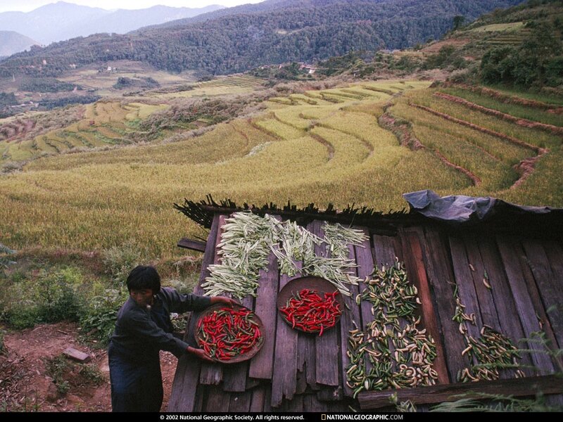 Farmer drying peppers on roof