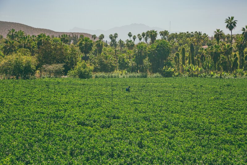 Farmer in a green field