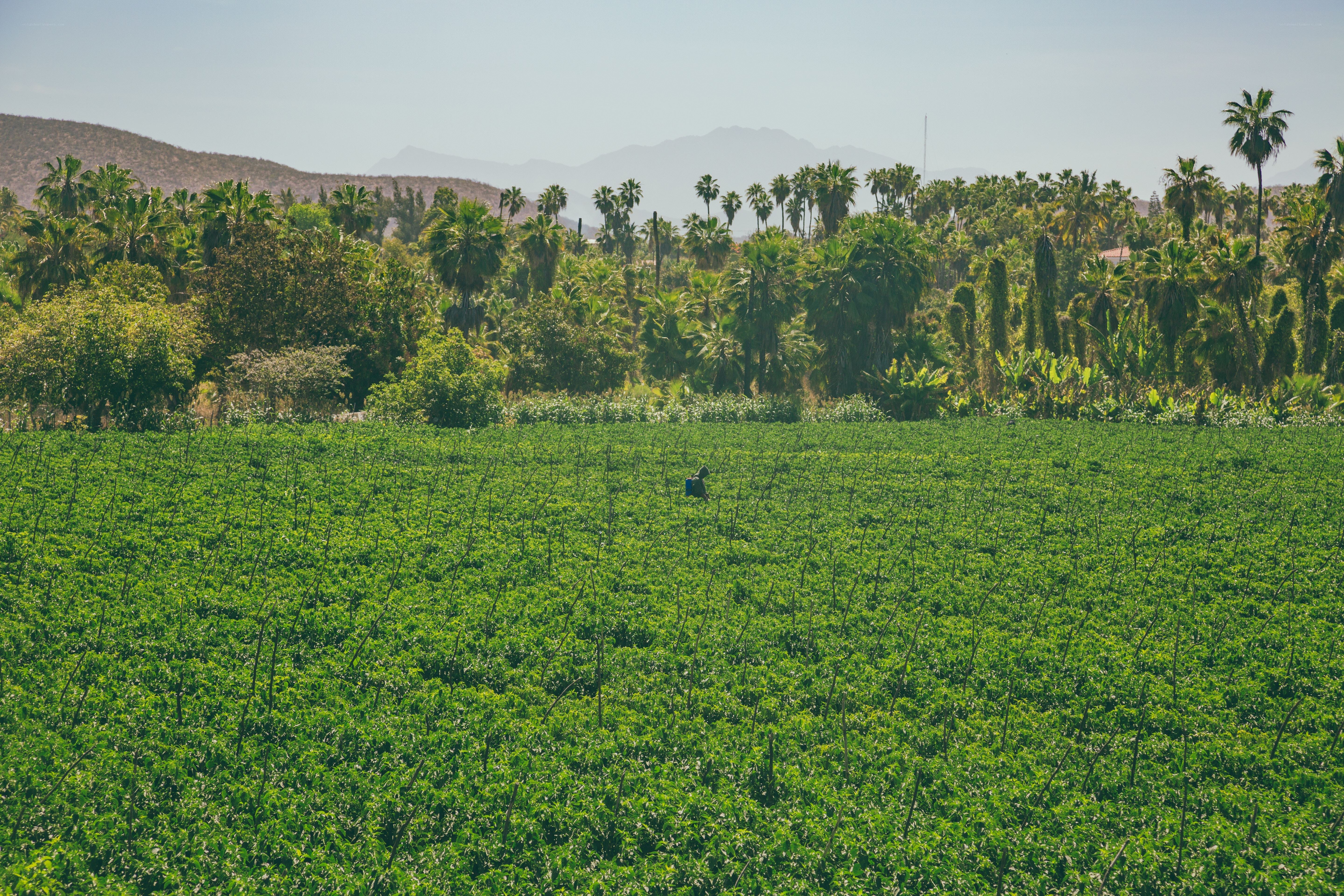Farmer in a green field