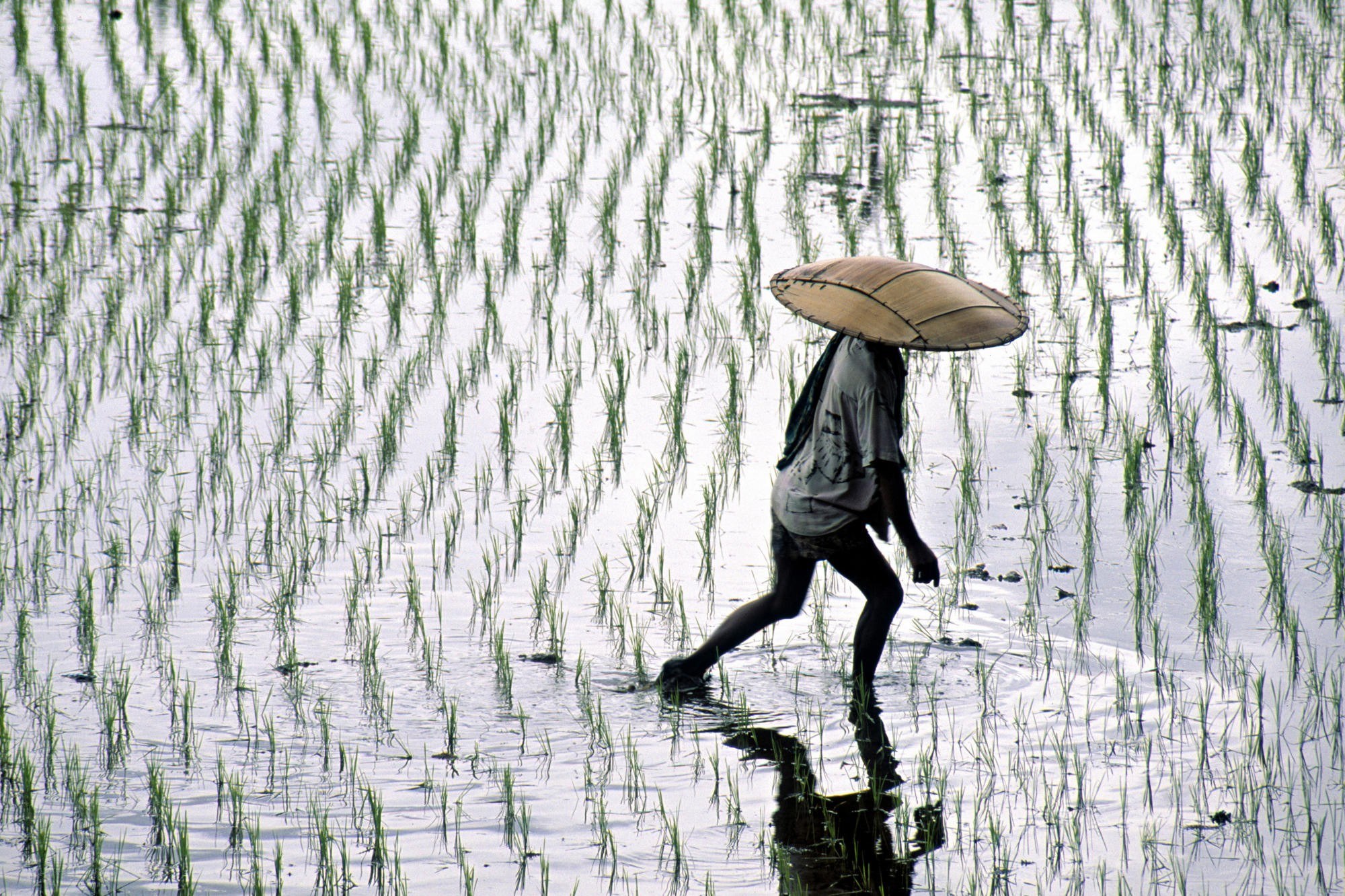 Farmer in a rice paddy
