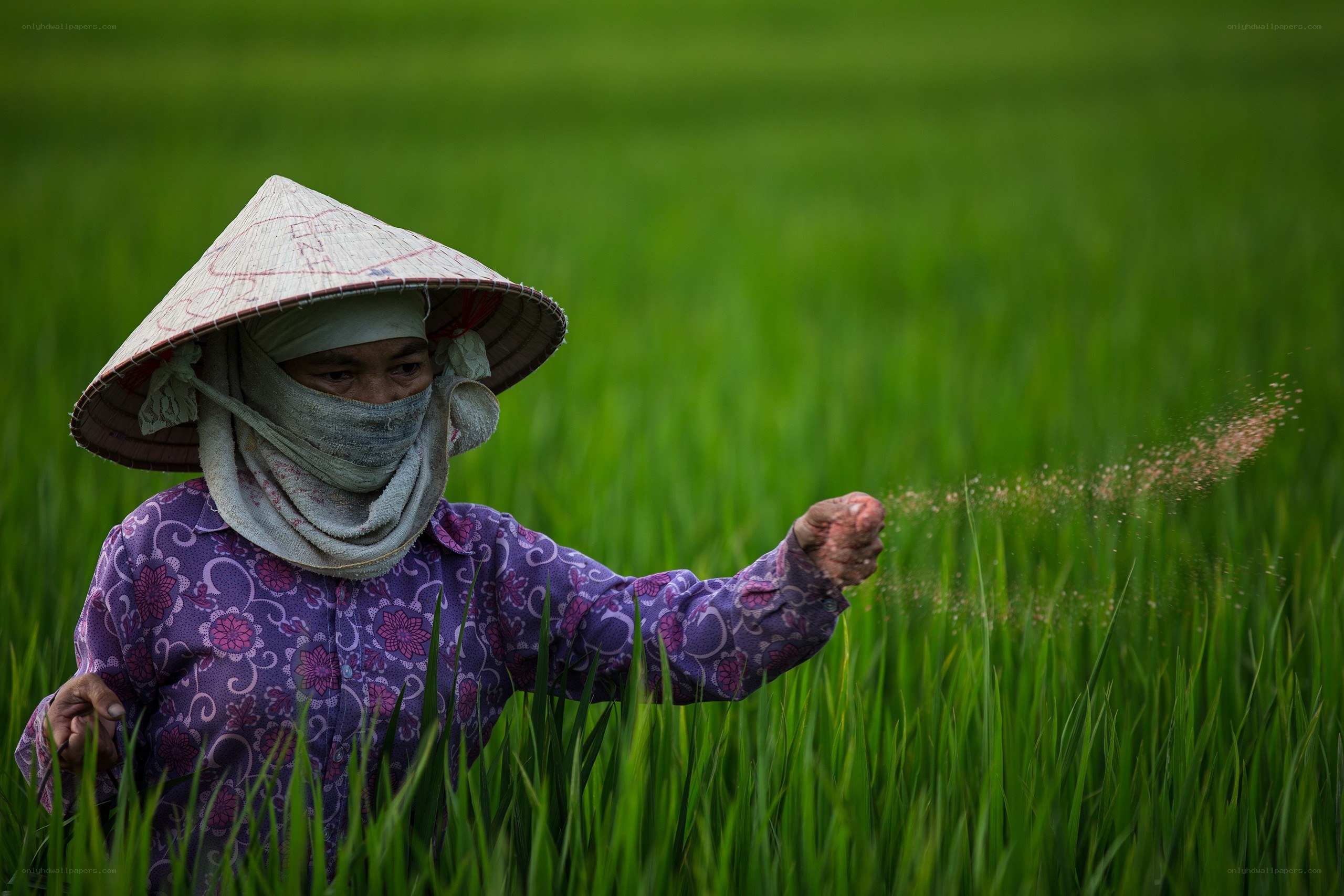 Farmer in rice field
