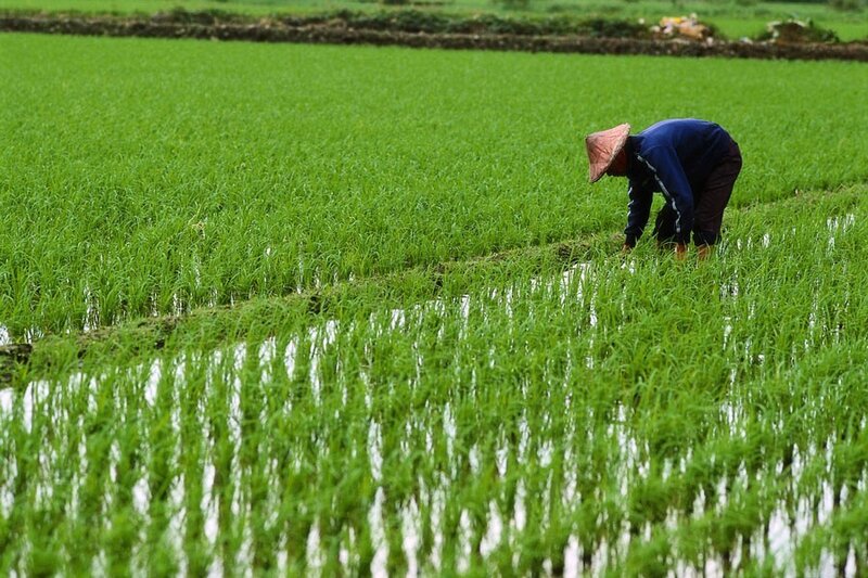 Farmer in rice paddy