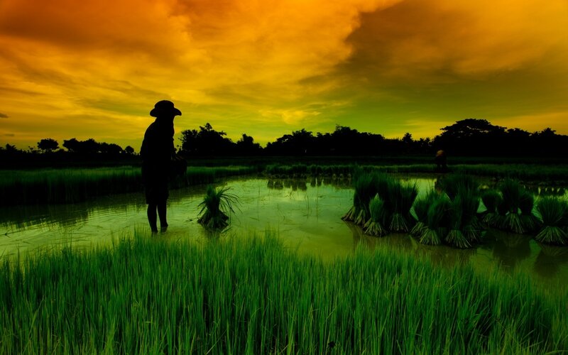 Farmer in Rice Paddy — Green, Dramatic