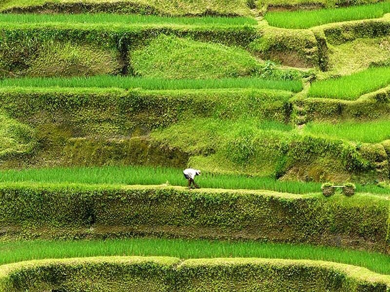 Farmer in Rice Paddy — Green, Serene