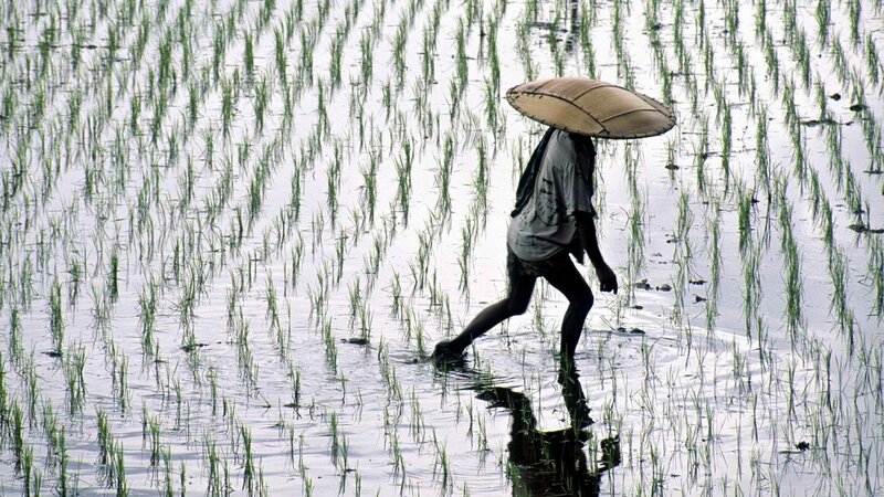 Farmer in rice paddy