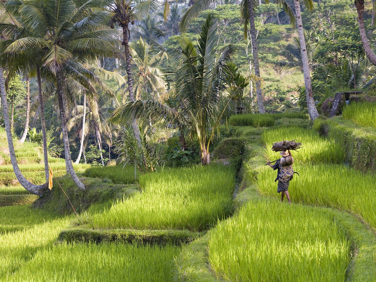 Farmer in rice terraces