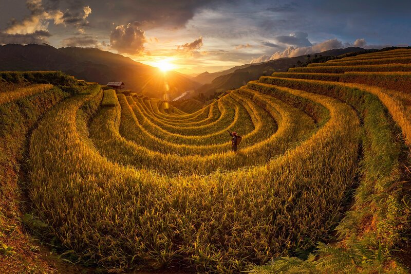 Farmer in Rice Terraces — Gold