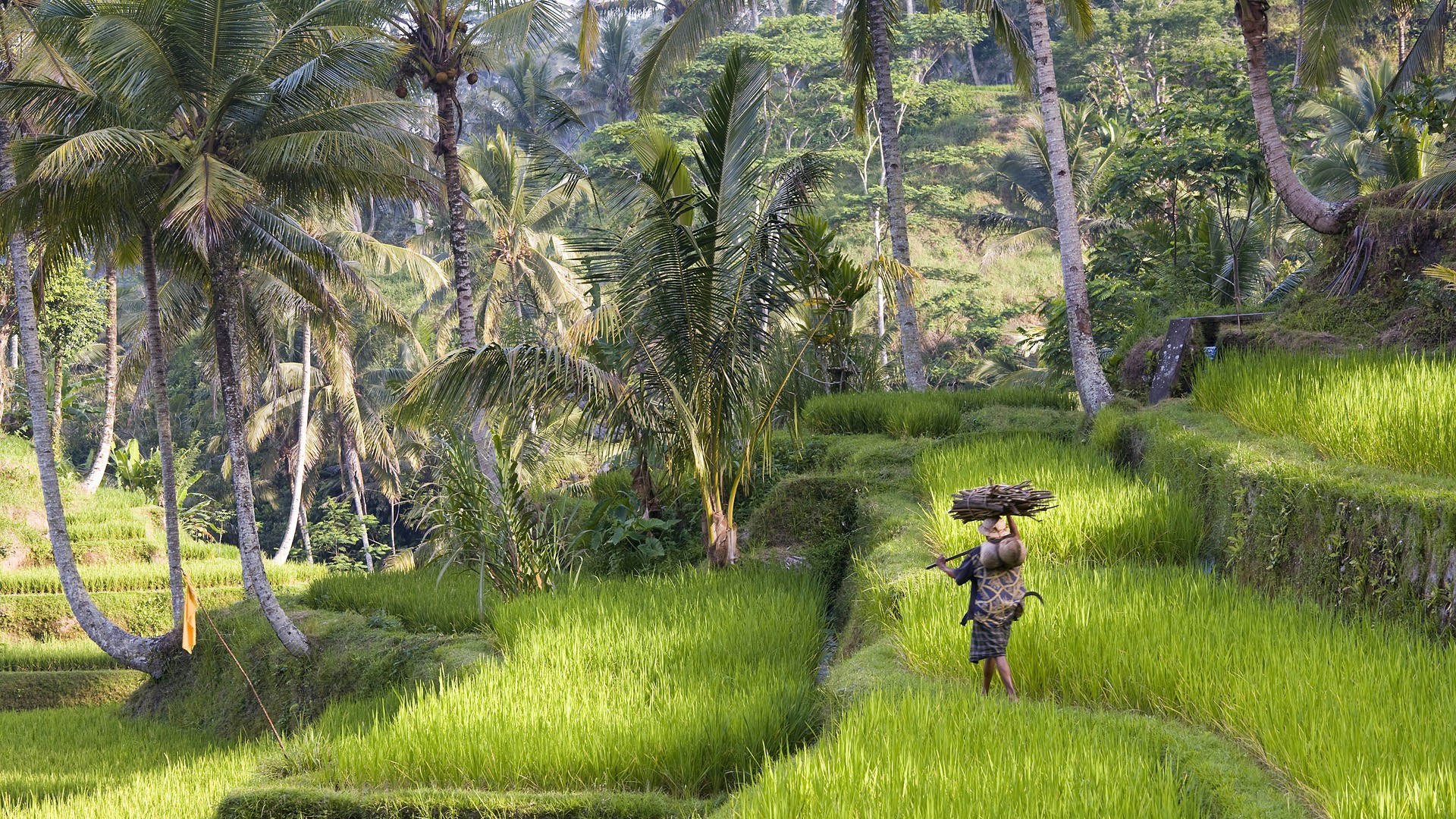 Farmer in rice terraces