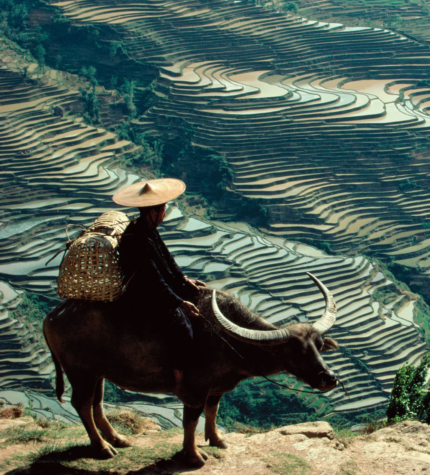 Farmer on water buffalo