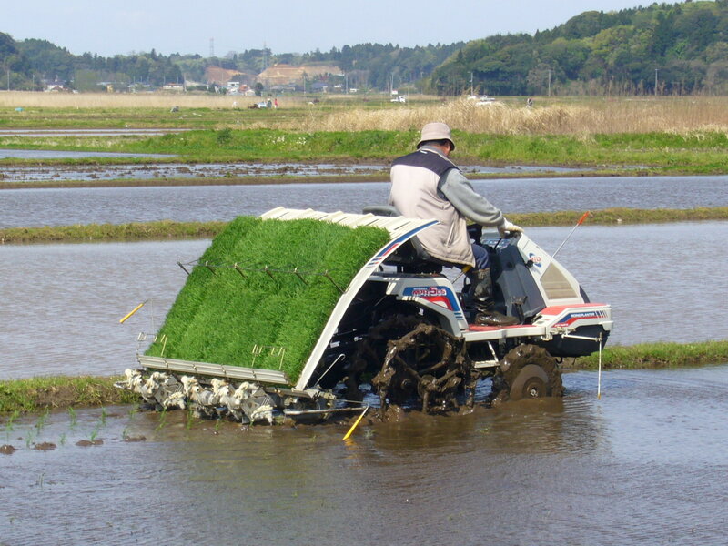 Farmer Operating Rice Transplanter