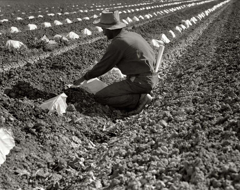 Farmer planting crops in field