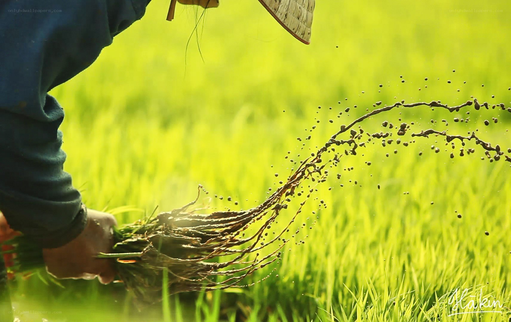 Farmer planting rice seedlings