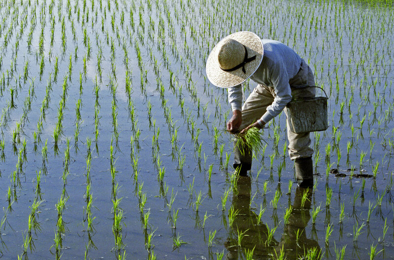 Farmer Planting Rice
