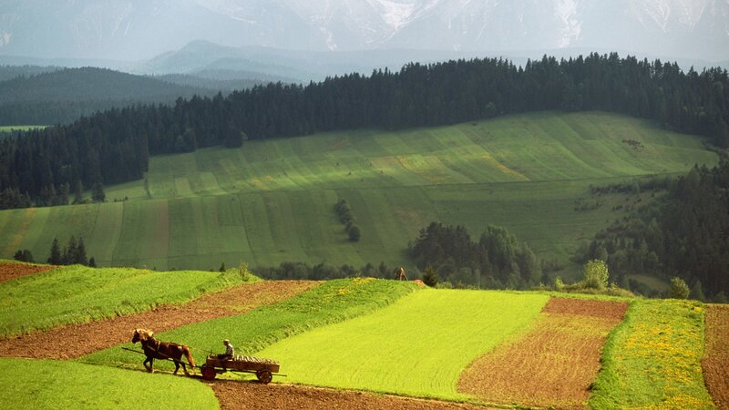 Farmer plowing a field