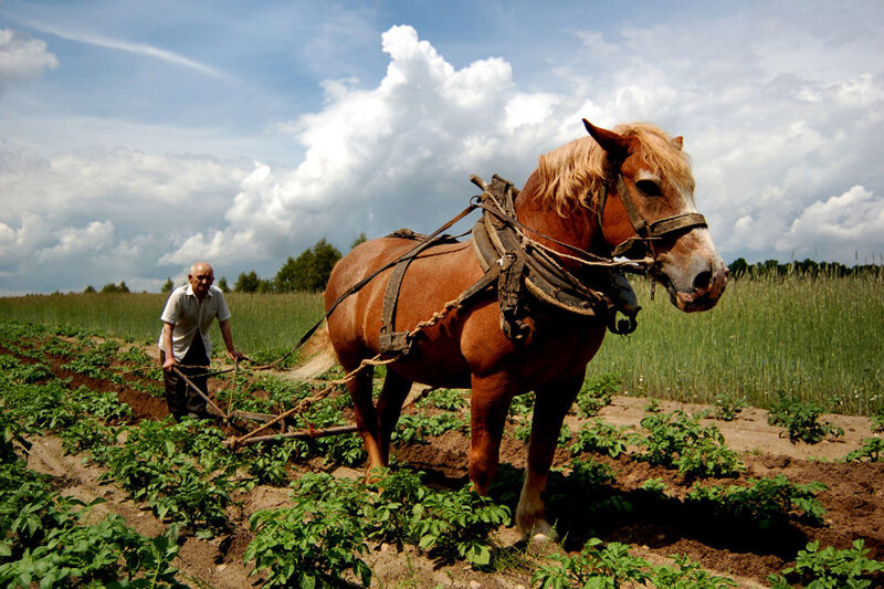 Farmer Plowing Field — Brown, Dramatic, Afternoon