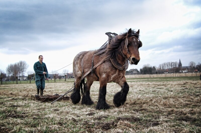 Farmer Plowing Field — Brown