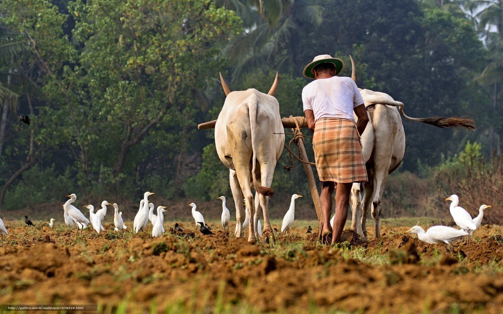 Farmer plowing field with oxen