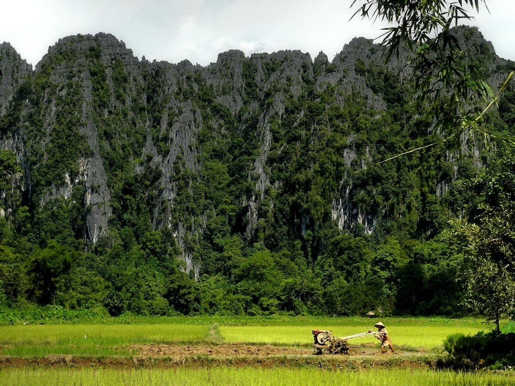 Farmer plowing rice field
