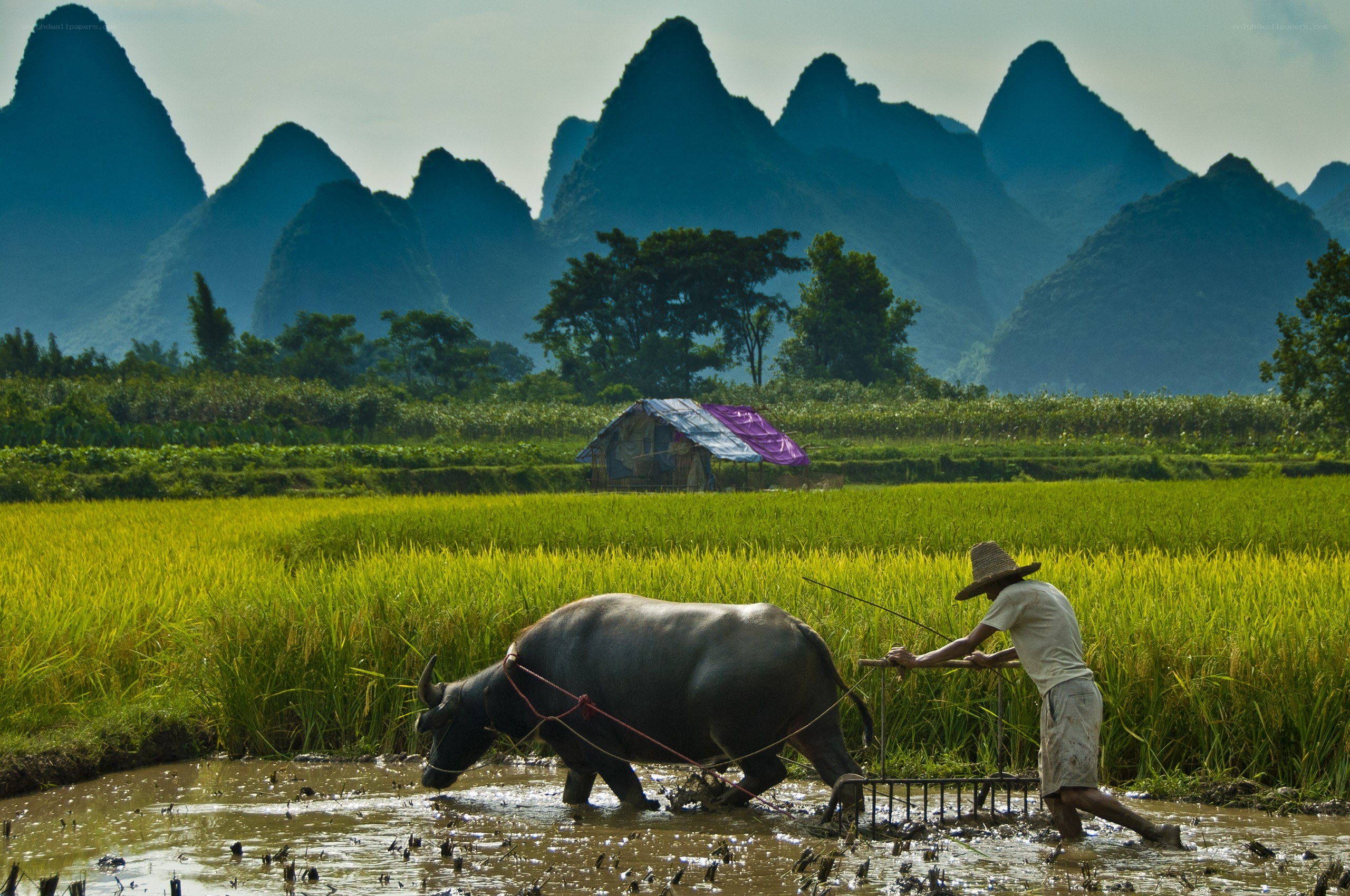 Farmer plowing rice field