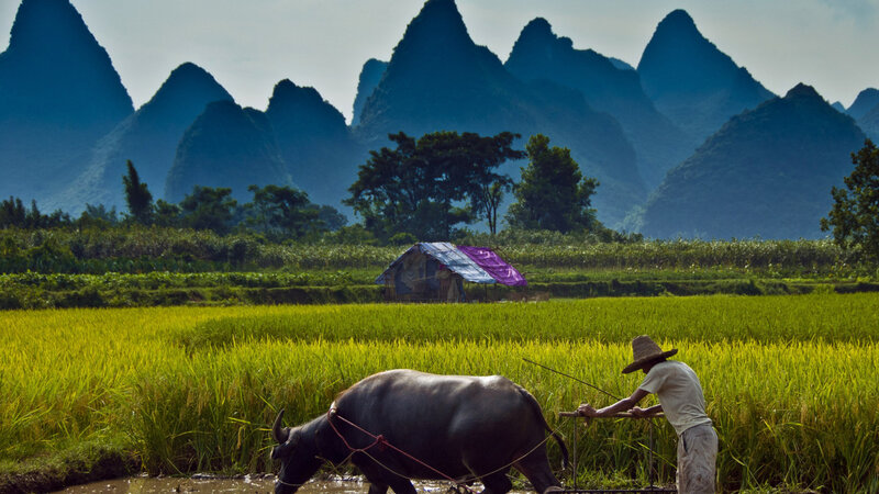 Farmer Plowing Rice Field — Green, Serene
